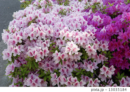 ツツジの花  13035184