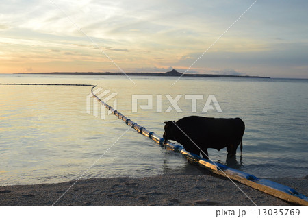 瀬底ビーチで水浴びをする闘牛(瀬底島/沖縄県国頭郡本部町) 瀬底ビーチで水浴びをする闘牛(瀬底島/沖縄県国頭郡本部町) 13035769