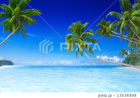 Tropical Paradise 13036898