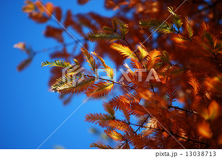 メタセコイヤの紅葉 13038713