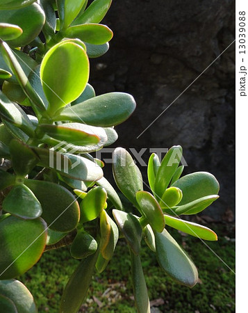 金のなる木 金のなる木 13039088