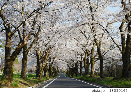 赤城南面千本桜 13039145