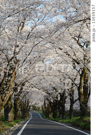 赤城南面千本桜 赤城南面千本桜 13039157
