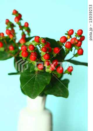 ヒペリカムの赤い実 13039253