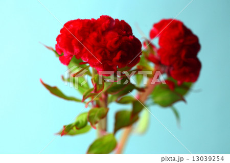 赤いケイトウの花 13039254