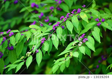 コムラサキの実が色づく頃 13039264