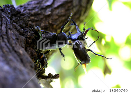 夏のカブトムシ 13040740