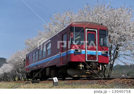 長良川鉄道と桜 13040758