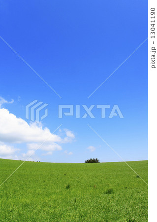 北海道　上富良野町　草原と木立 13041190