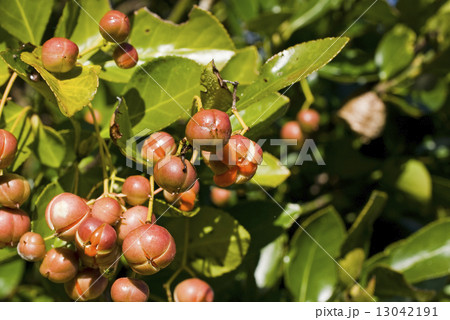 柾（まさき）の実 13042191