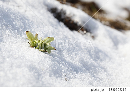 雪の中のフキノトウの写真素材