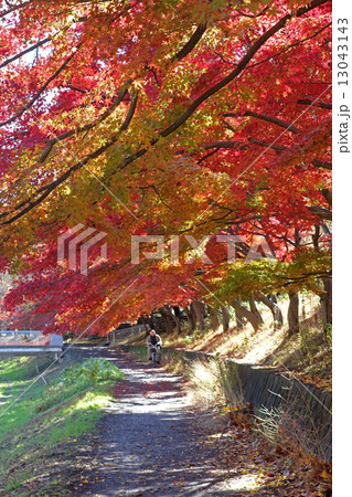 都立武蔵野公園の紅葉（やまべばし付近） 13043143