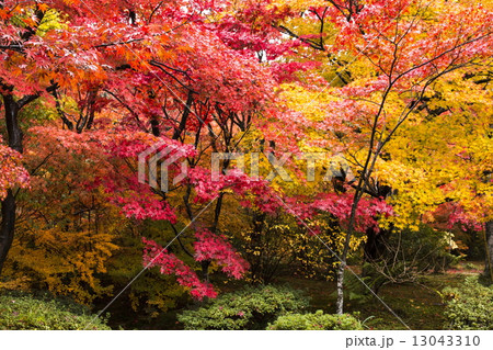 宝筺院の紅葉 宝筺院の紅葉 13043310