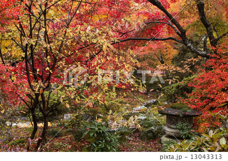 宝筺院の紅葉 宝筺院の紅葉 13043313