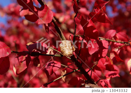 鮮やかなニシキギとカマキリの卵 13043332