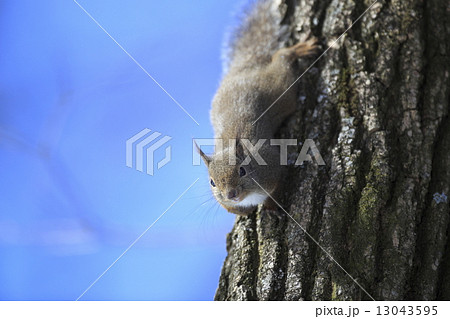 ニホンリス 13043595