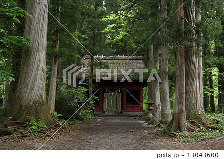 戸隠神社奥社・随神門と杉並木 戸隠神社奥社・随神門と杉並木 13043600