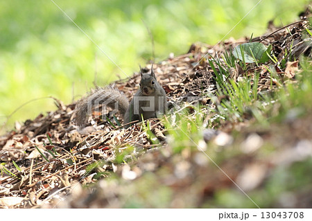 ニホンリス 13043708