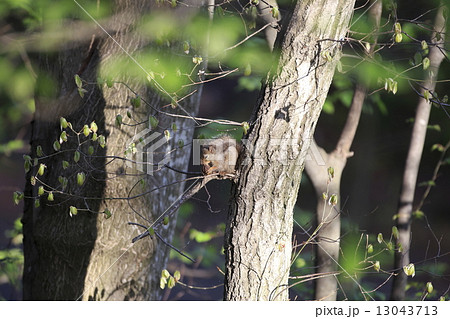 ニホンリス 13043713