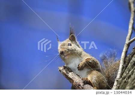 ニホンリス 13044034