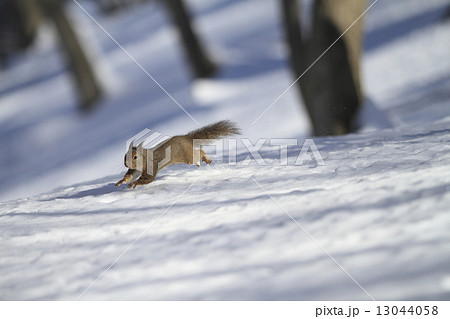 雪と日本リス 13044058