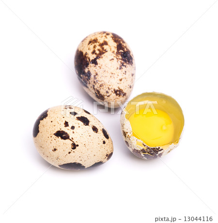 quail eggs 13044116