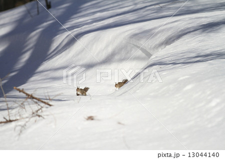 雪原の日本リス 13044140