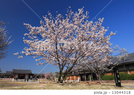薬師寺　玄奘三蔵院の薄墨桜 13044318