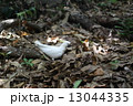 野鳥 13044335