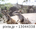 ワラビー 13044338