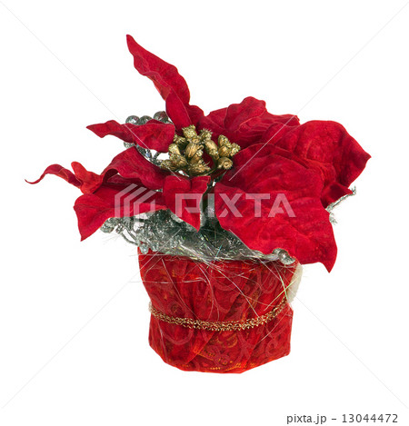 Composition from Poinsettia Plant with branches, cones, ribbons 13044472