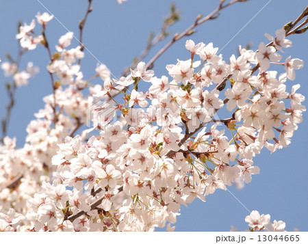 桜 13044665