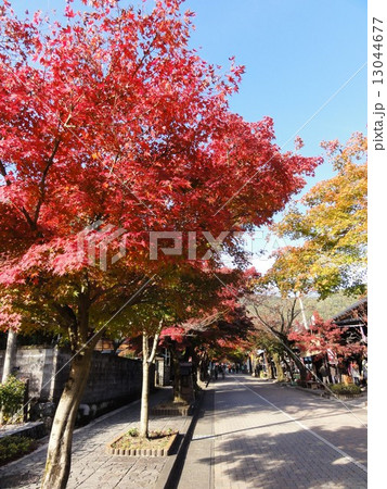 紅葉の参道 13044677