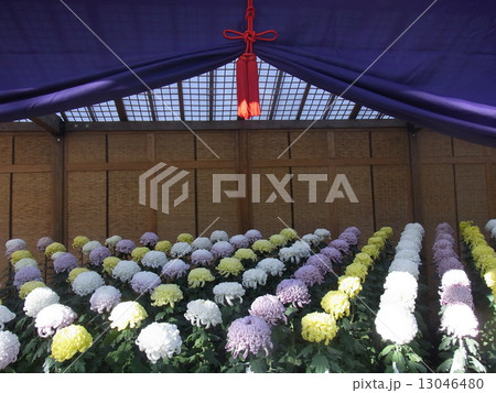 菊祭り 菊祭り 13046480