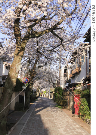 古都の鎌倉小道の桜 13046562