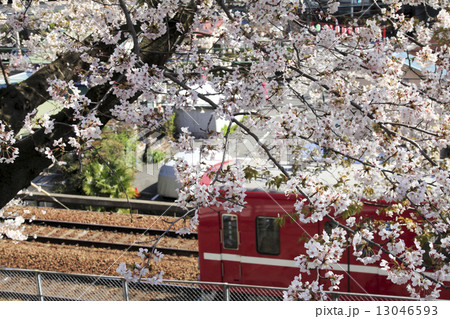 南郷公園(横須賀)の桜 南郷公園(横須賀)の桜 13046593