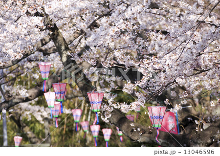 南郷公園(横須賀)の桜 南郷公園(横須賀)の桜 13046596