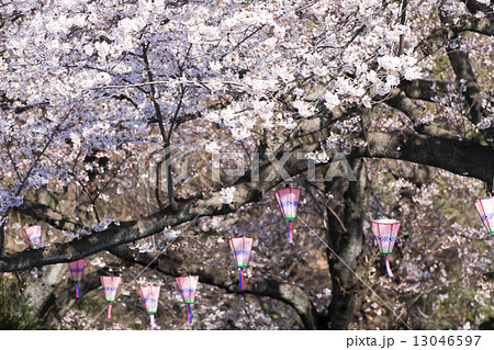 南郷公園(横須賀)の桜 南郷公園(横須賀)の桜 13046597
