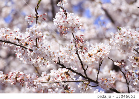 走水水源地の桜 走水水源地の桜 13046653