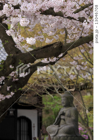長谷寺の桜 長谷寺の桜 13046708
