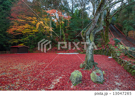 晩秋の鰐淵寺 晩秋の鰐淵寺 13047265