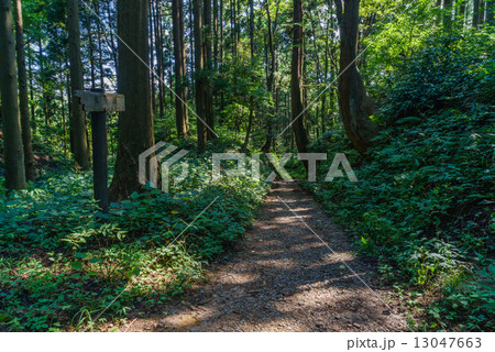 夏の春日山城跡の大手道 13047663