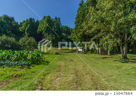 夏の春日山城跡の南三の丸屋敷跡 13047664