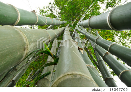 Stalks of bamboo in ant view. 13047706