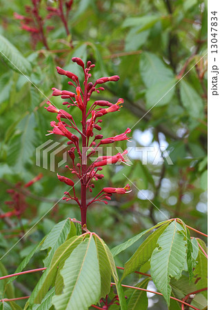 アカバナトチノキの花 アカバナトチノキの花 13047834