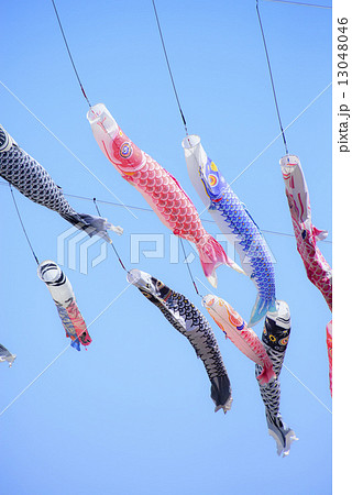 鯉のぼり 鯉のぼり 13048046