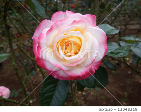 ピンクと黄色の花弁が微妙にコラボした薔薇の花である の写真素材