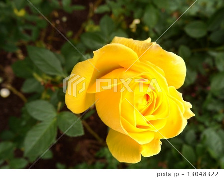 見るだけで元気をもらえるビタミンカラーの薔薇の花。 13048322