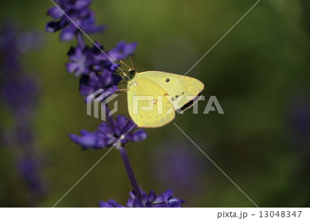 蝶と花 蝶と花 13048347