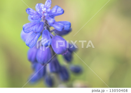 ムスカリの花 13050408